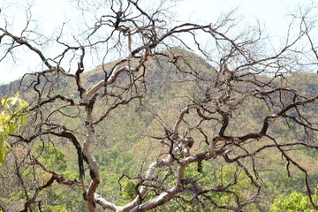 Alto Paraiso de Goias, Goias, Brazil - October 16 2019: Photo of dry tree in the Brazilian savannah in the Midwest