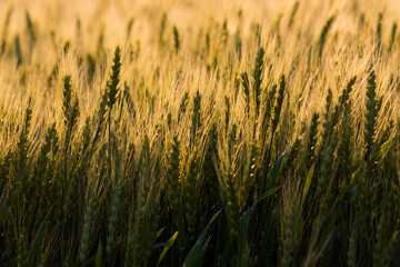 Obraz premium 光る麦の穂 