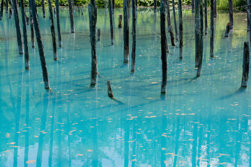 新緑の木々が映る初夏の青い池　美瑛町