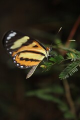 butterfly on leaf