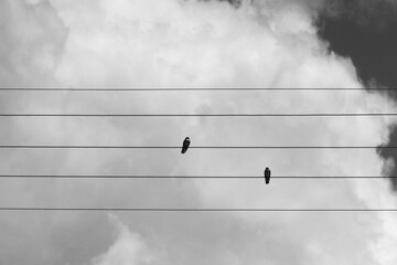 birds on wires in background sky