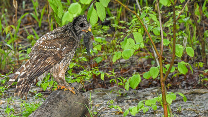 A Barred Owl Catching a Fish in a Creek in the Chickasaw
State Park in Oklahoma in the Spring