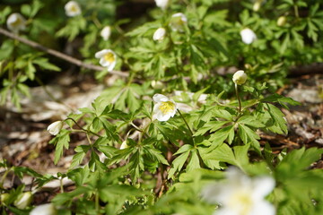 Obraz premium ウッドアネモネ アネモネ アネモネ ネモロサ ネモロサ ガーデニング 園芸 庭 春 花 Anemone nemorosa
