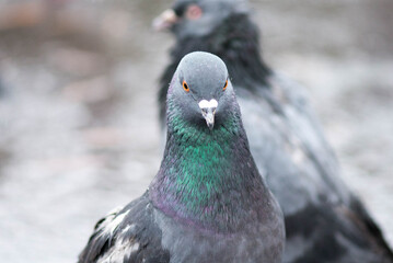 portrait of a gray dove in the park