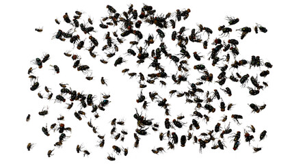 fly silhouettes isolated on white background with clipping path.