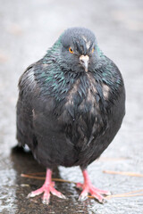 a wet dove stands in the rain