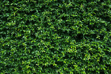 green leaves natural background wallpaper, texture of leaf, leaves with space for text