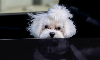 white Puppy Dog patiently waiting