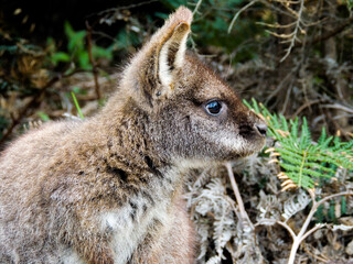 Wallaby, Tasmania, Australia