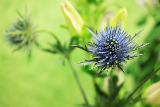 エリンジウム Images Browse 61 Stock Photos Vectors And Video Adobe Stock