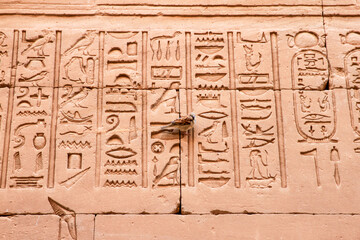 Close up of hieroglyphics at Edfu Temple with live bird perched on wall, Edfu, Egypt 