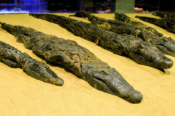 Mummified crocodiles in museum at Kom Ombo temple, Kom Ombo, Egypt