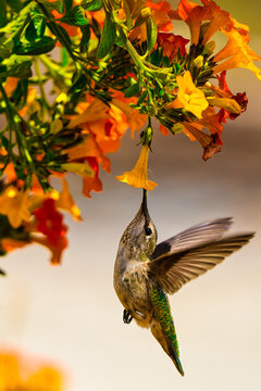 hummingbird feeding on a flower