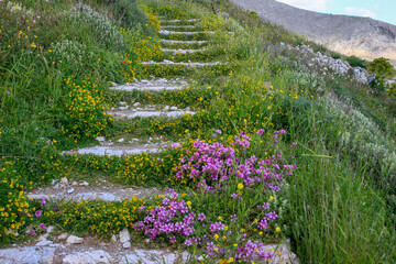 Stone stairs leading up in Ancient Thera on Messavouno mountain with purple flowers, Santorini, Greece