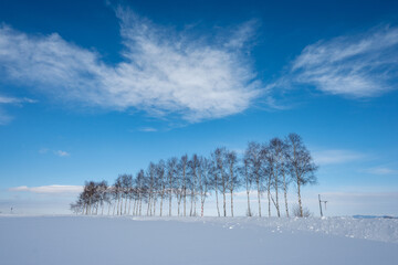 美瑛町の冬景色 白樺並木と青空