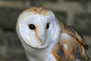 Close up of face of barn owl  © Erica Ruth
