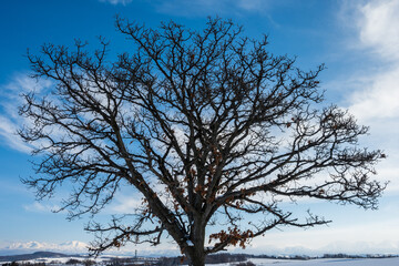 美瑛町の冬景色 セブンスターの木と青空の風景