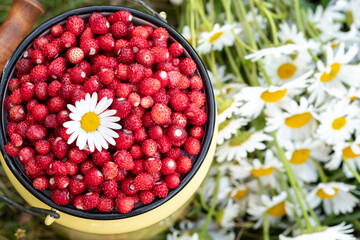Wild strawberry in tin can and bouquet of chamomile on green meadow