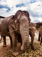 Fototapeta na wymiar Elephant, Chiang Mai, Thailand