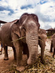Obraz premium Elephant, Chiang Mai, Thailand