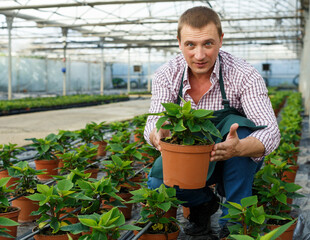 Farmer demonstrating flowerpot with young plant of Euphorbia pulcherrima in greenhouse farm