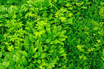 Fototapeta na wymiar 신선한 녹색의 어린잎새 패턴
