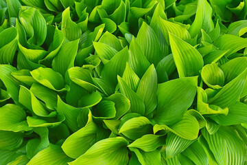 신선한 녹색의 어린잎새 패턴