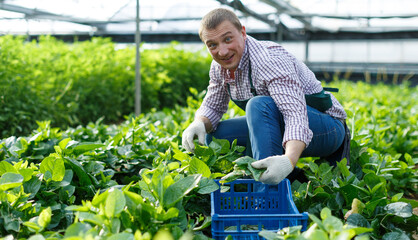 Portrait of male horticulturist picking Malabar spinach in greenhouse....