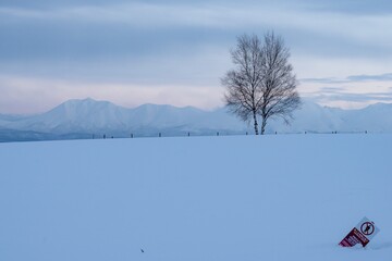 美瑛町の冬景色 一本木と十勝岳連峰