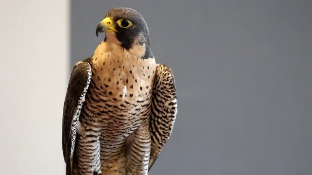 Peregrine falcon up close and looking around