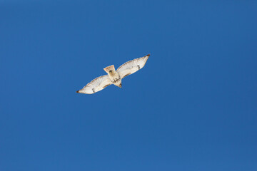 Hawk flying in the sky
