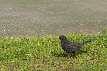 blackbird in the park grass on a sunny day.