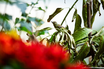 Brown - throated Sunbird