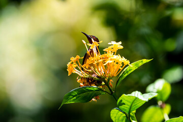 Brown - throated Sunbird