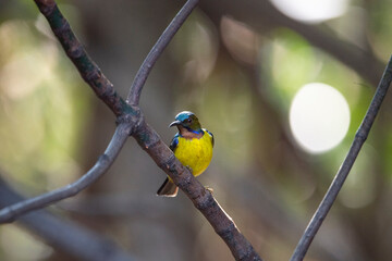 Brown - throated Sunbird