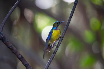 Brown - throated Sunbird
