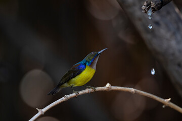 Brown - throated Sunbird