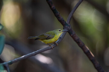 Brown - throated Sunbird