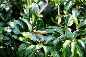Brown - throated Sunbird
