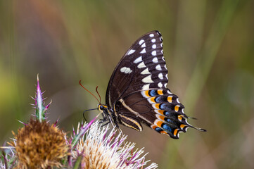 Palamedes Swallowtail on Thistle facing left