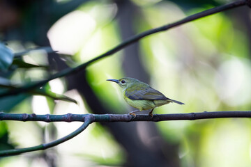 Brown - throated Sunbird
