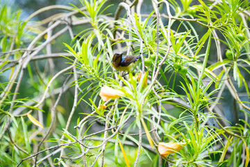 Brown - throated Sunbird