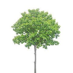 Fototapeta na wymiar Tree isolated on white with clipping path
