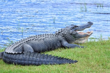 Alligator in Grass Opening Jaws Wide