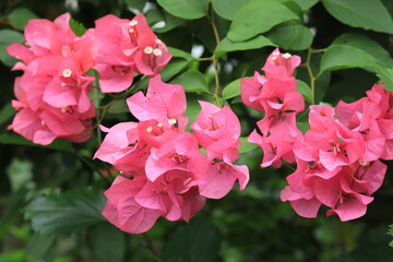 Flowers seen in the Tropical botanical garden,japan,神奈川