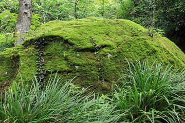 Moss garden and flowers seen in the Japanese garden,japan,kanagawa