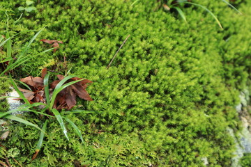 Moss garden and flowers seen in the Japanese garden,japan,kanagawa