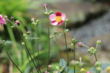 flowers seen in the Japanese gardenjapan,kanagawa