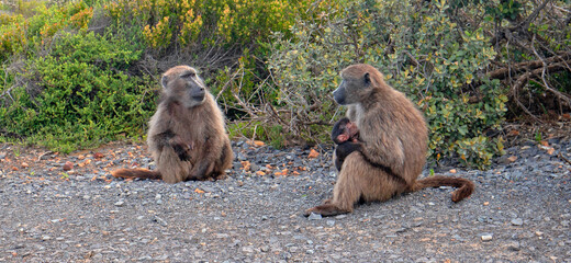 Two Baboon mothers in Cape Point National Park in Cape Town South Africa RSA