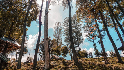Beautiful view of the trees in the summer.